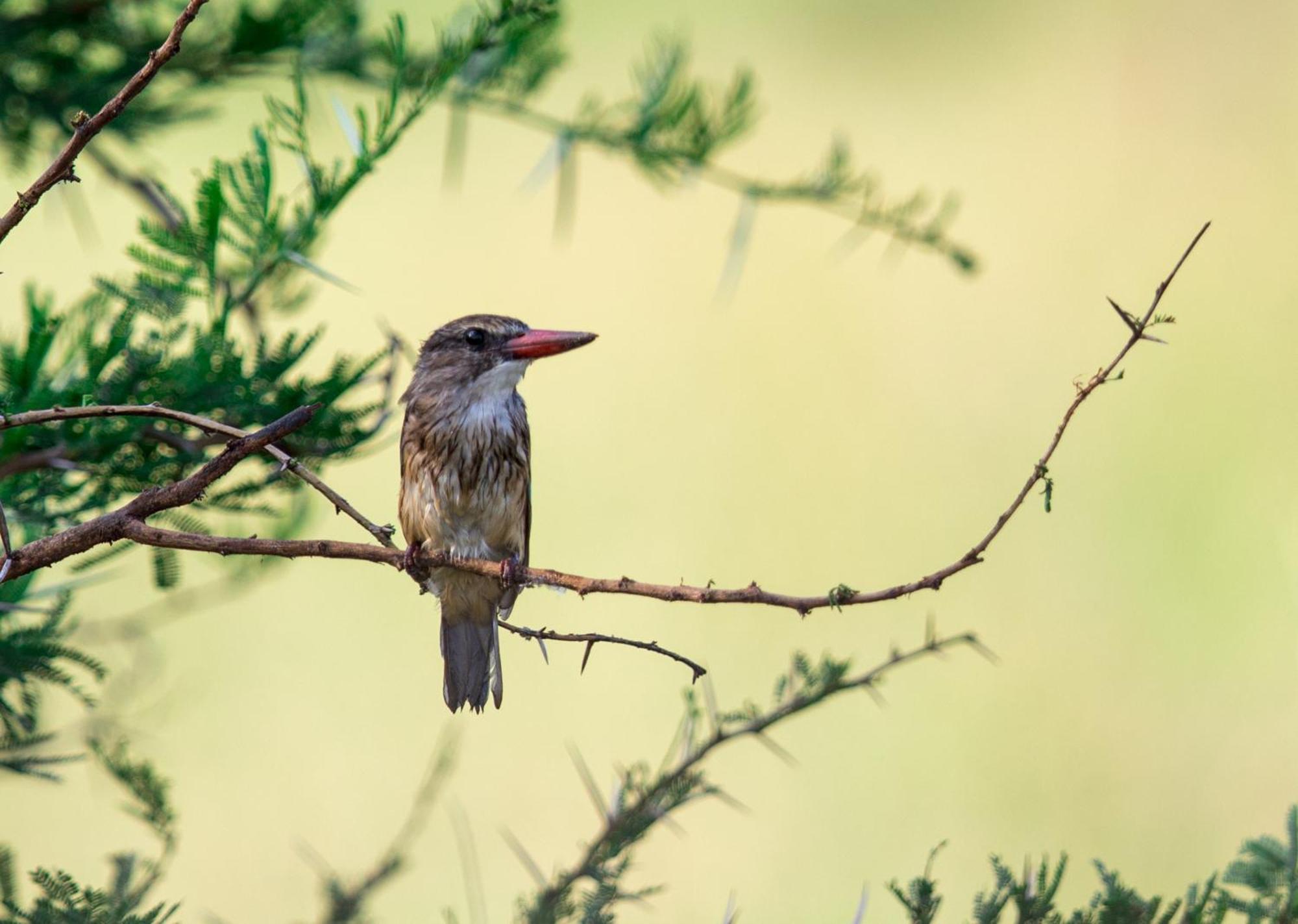 Royal Thonga Safari Lodge Sihangwane エクステリア 写真