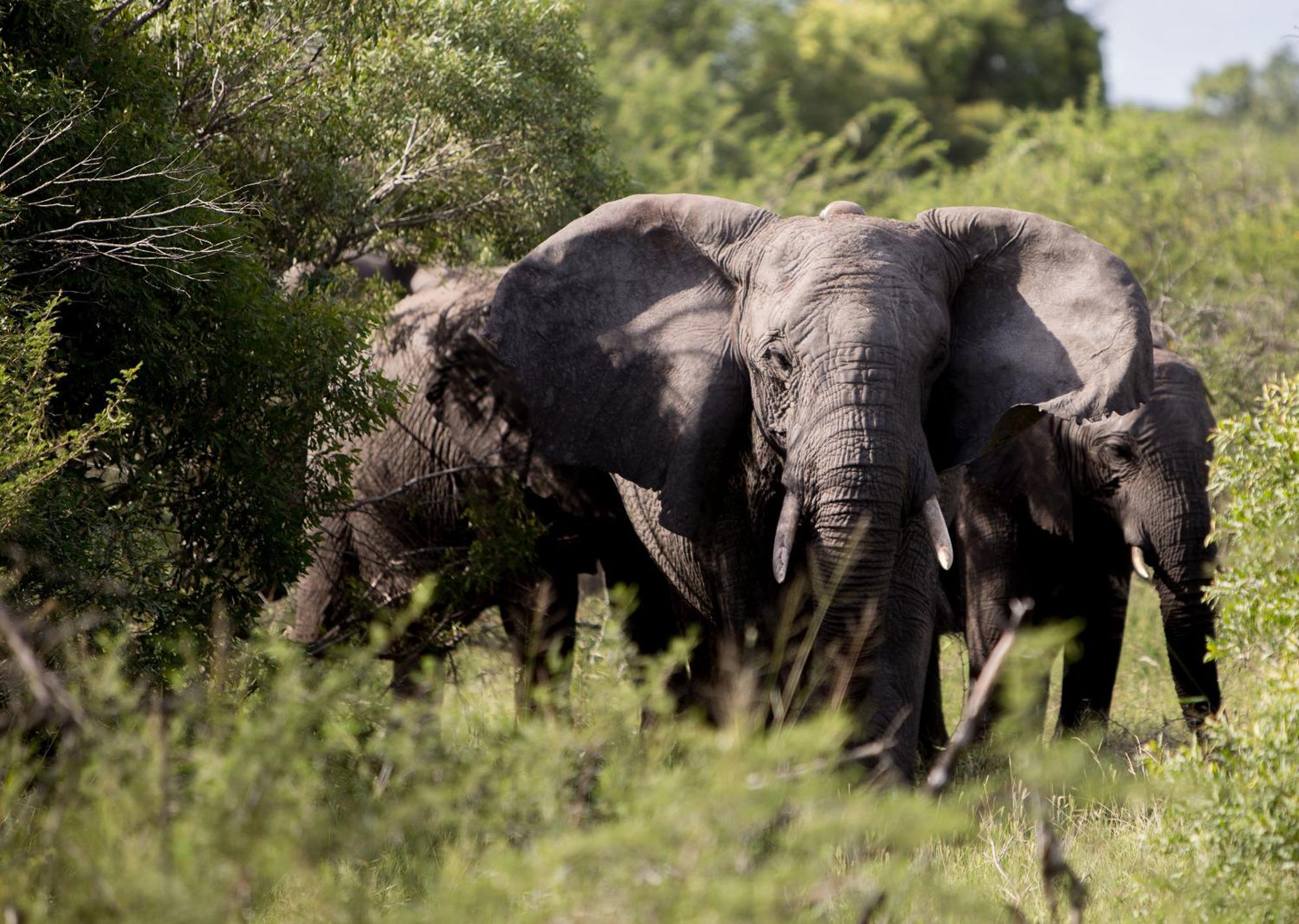 Royal Thonga Safari Lodge Sihangwane エクステリア 写真