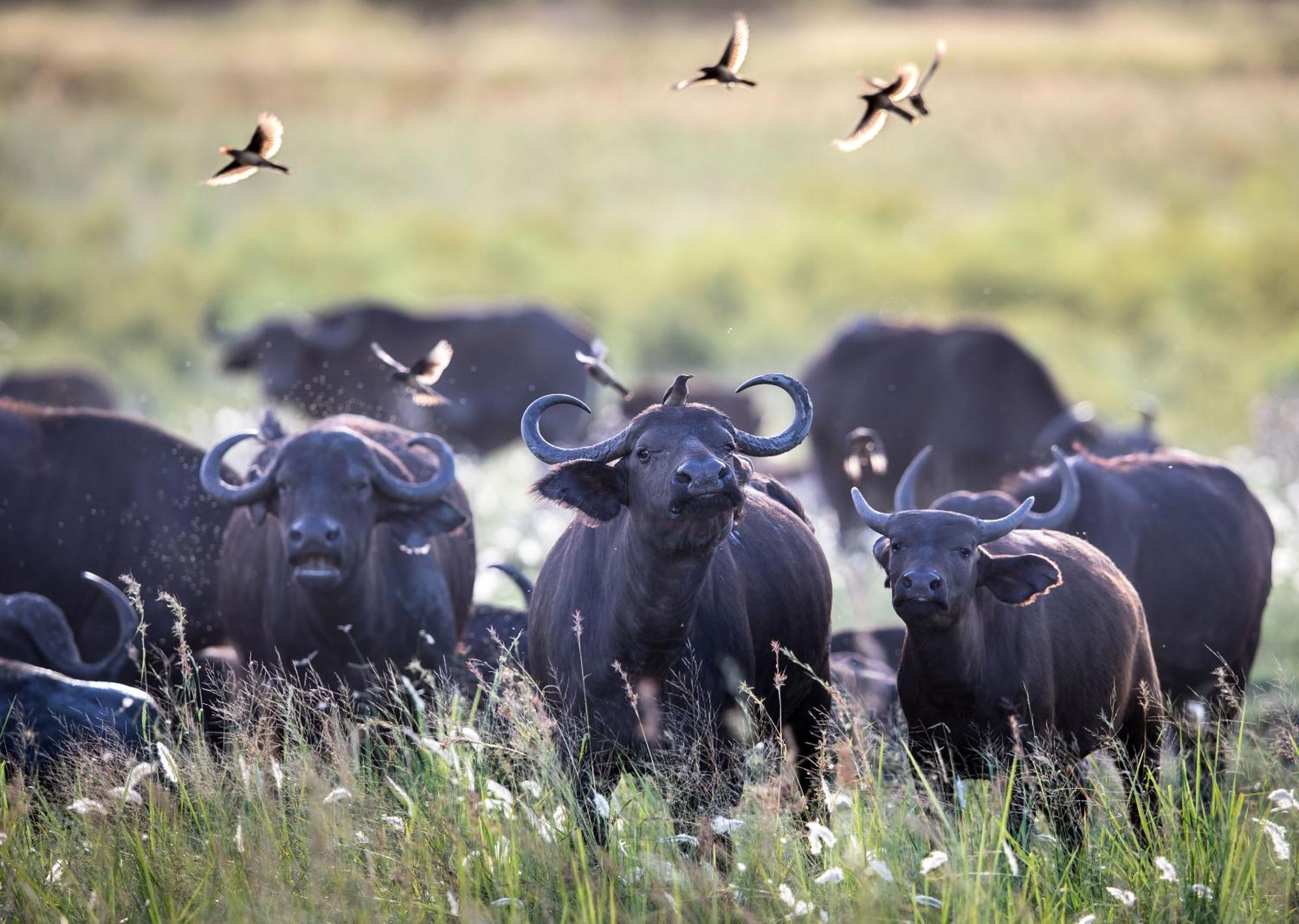 Royal Thonga Safari Lodge Sihangwane エクステリア 写真