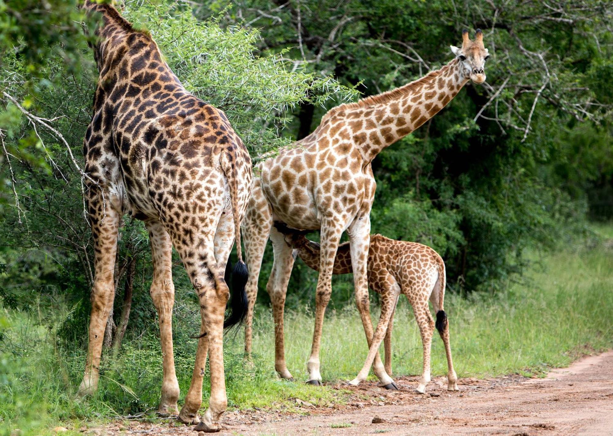 Royal Thonga Safari Lodge Sihangwane エクステリア 写真