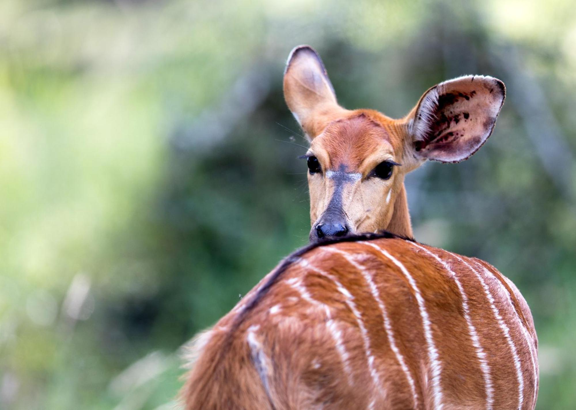 Royal Thonga Safari Lodge Sihangwane エクステリア 写真