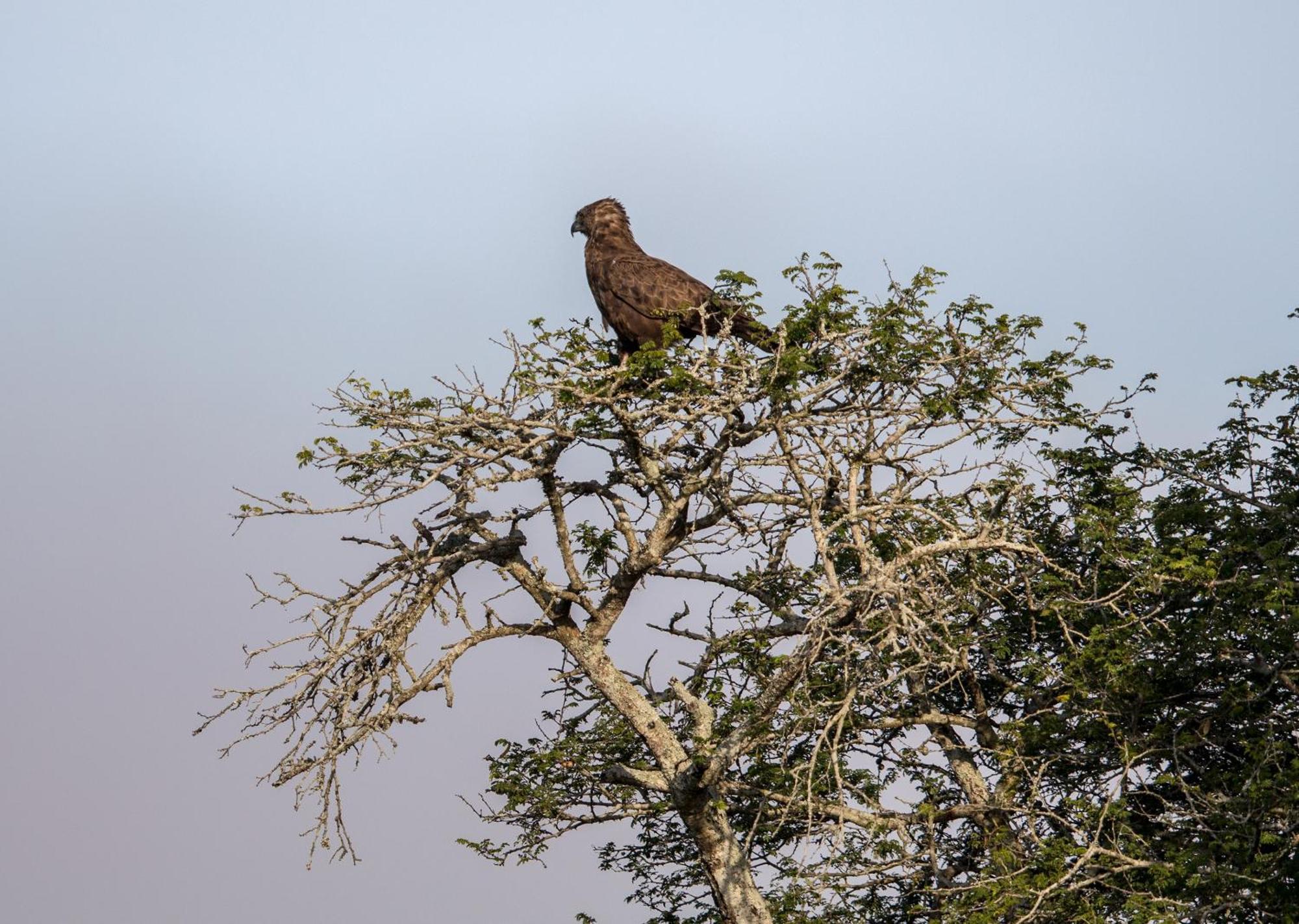 Royal Thonga Safari Lodge Sihangwane エクステリア 写真
