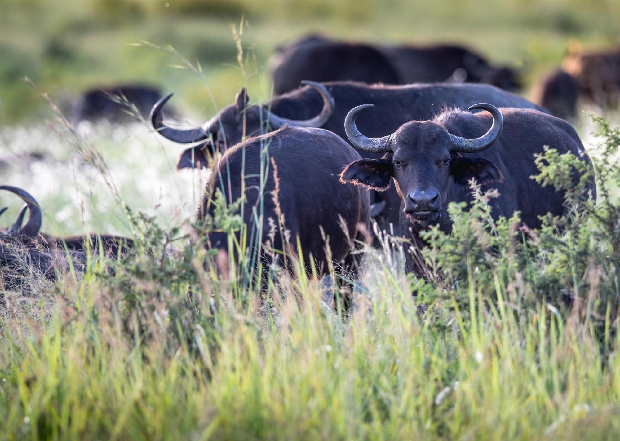 Royal Thonga Safari Lodge Sihangwane エクステリア 写真