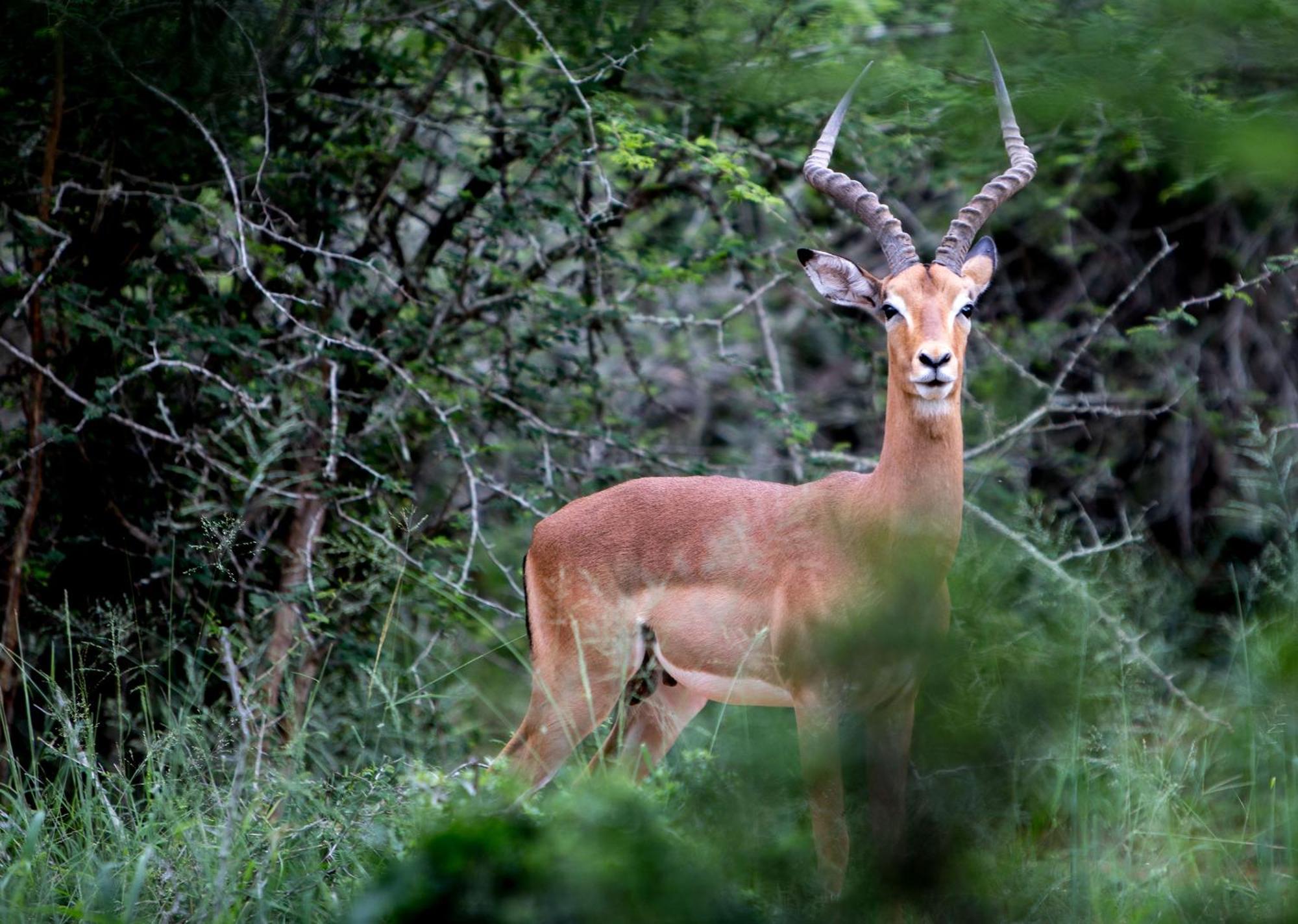 Royal Thonga Safari Lodge Sihangwane エクステリア 写真