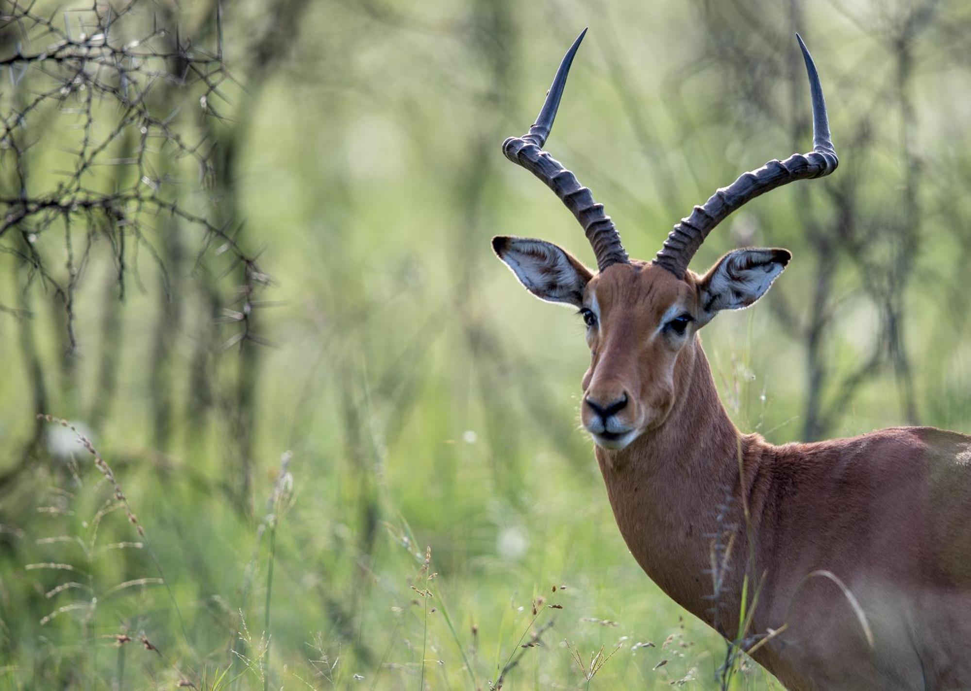 Royal Thonga Safari Lodge Sihangwane エクステリア 写真