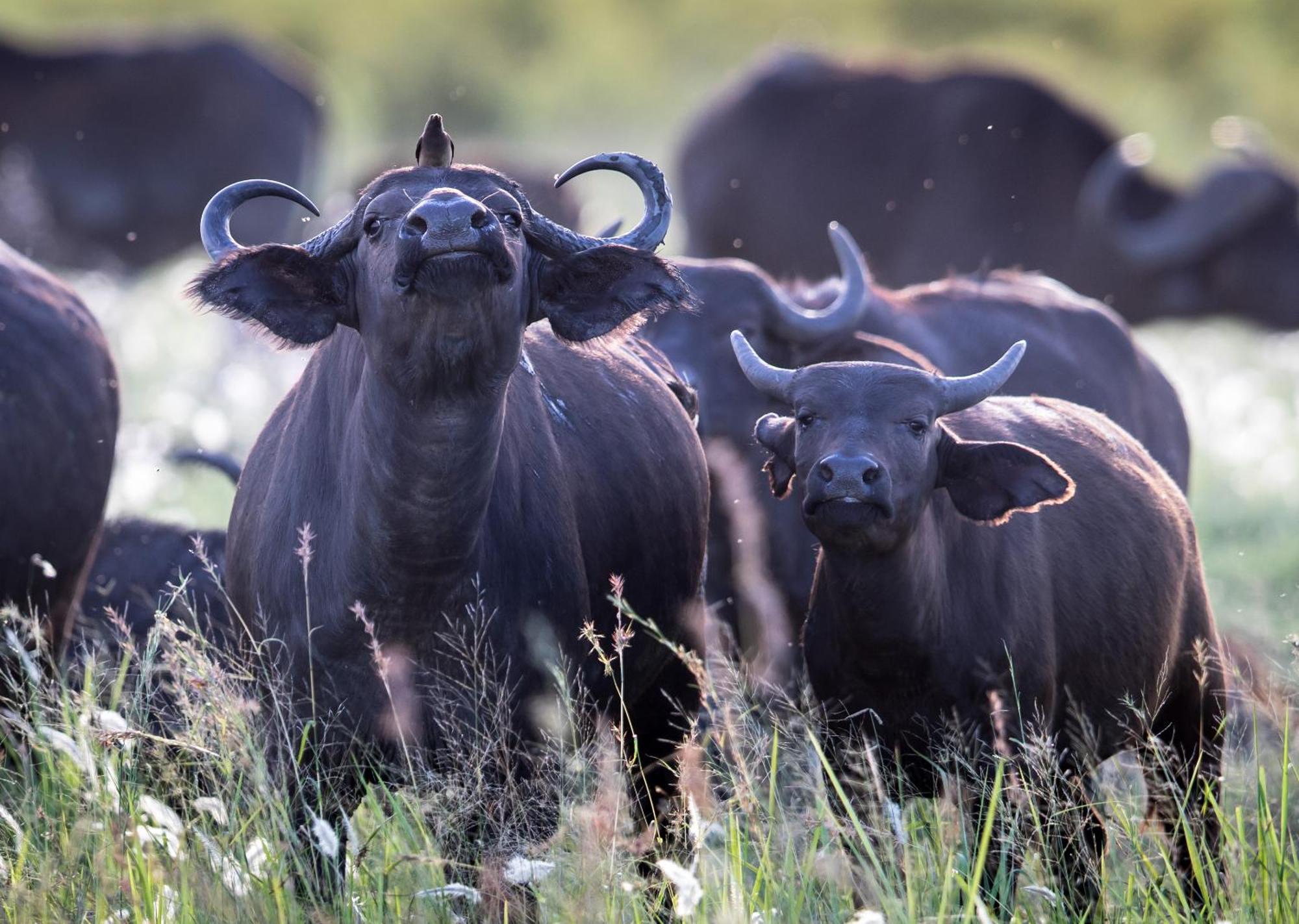 Royal Thonga Safari Lodge Sihangwane エクステリア 写真