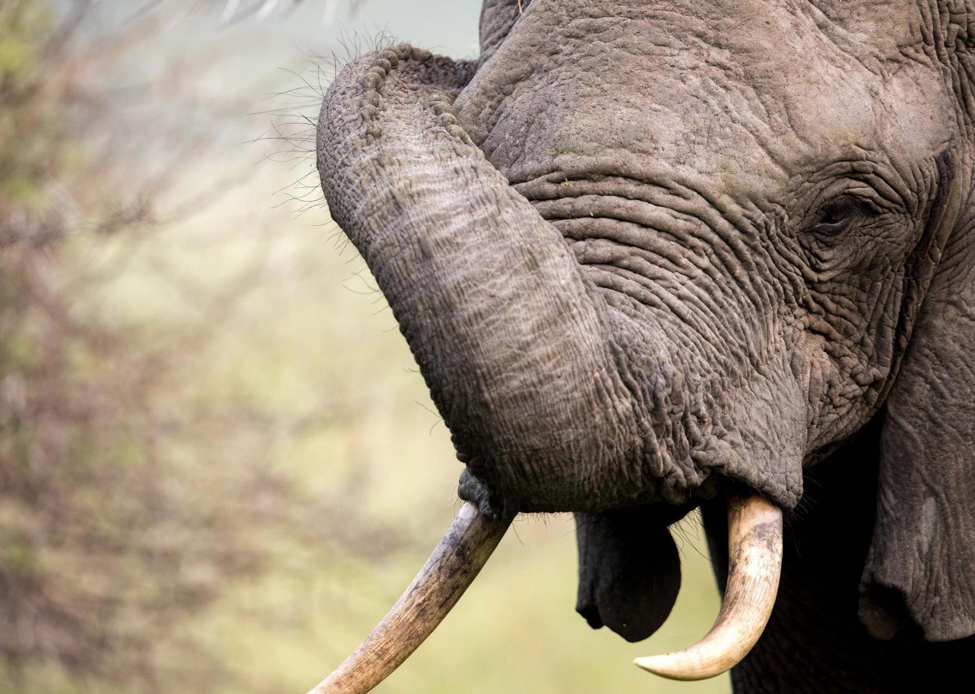 Royal Thonga Safari Lodge Sihangwane エクステリア 写真