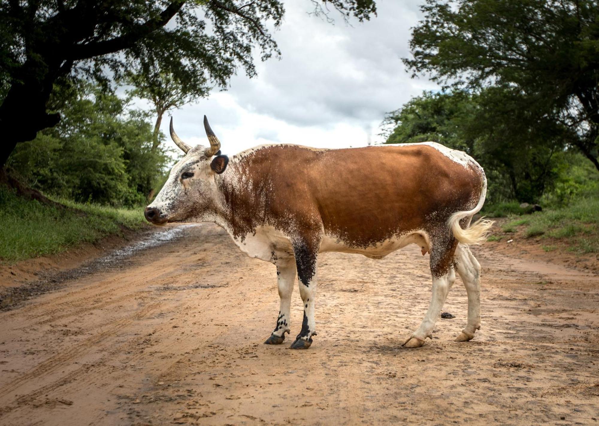 Royal Thonga Safari Lodge Sihangwane エクステリア 写真