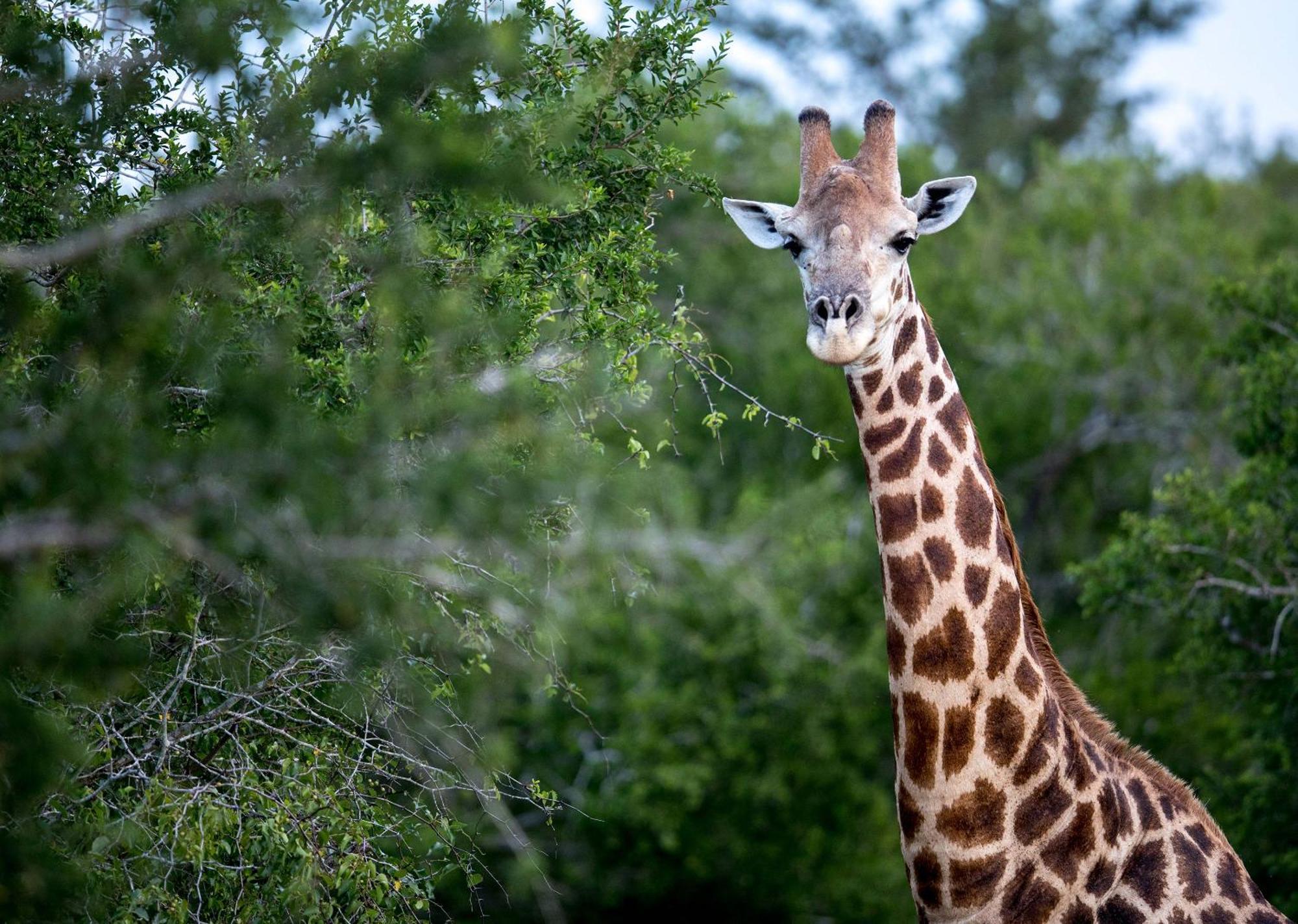 Royal Thonga Safari Lodge Sihangwane エクステリア 写真