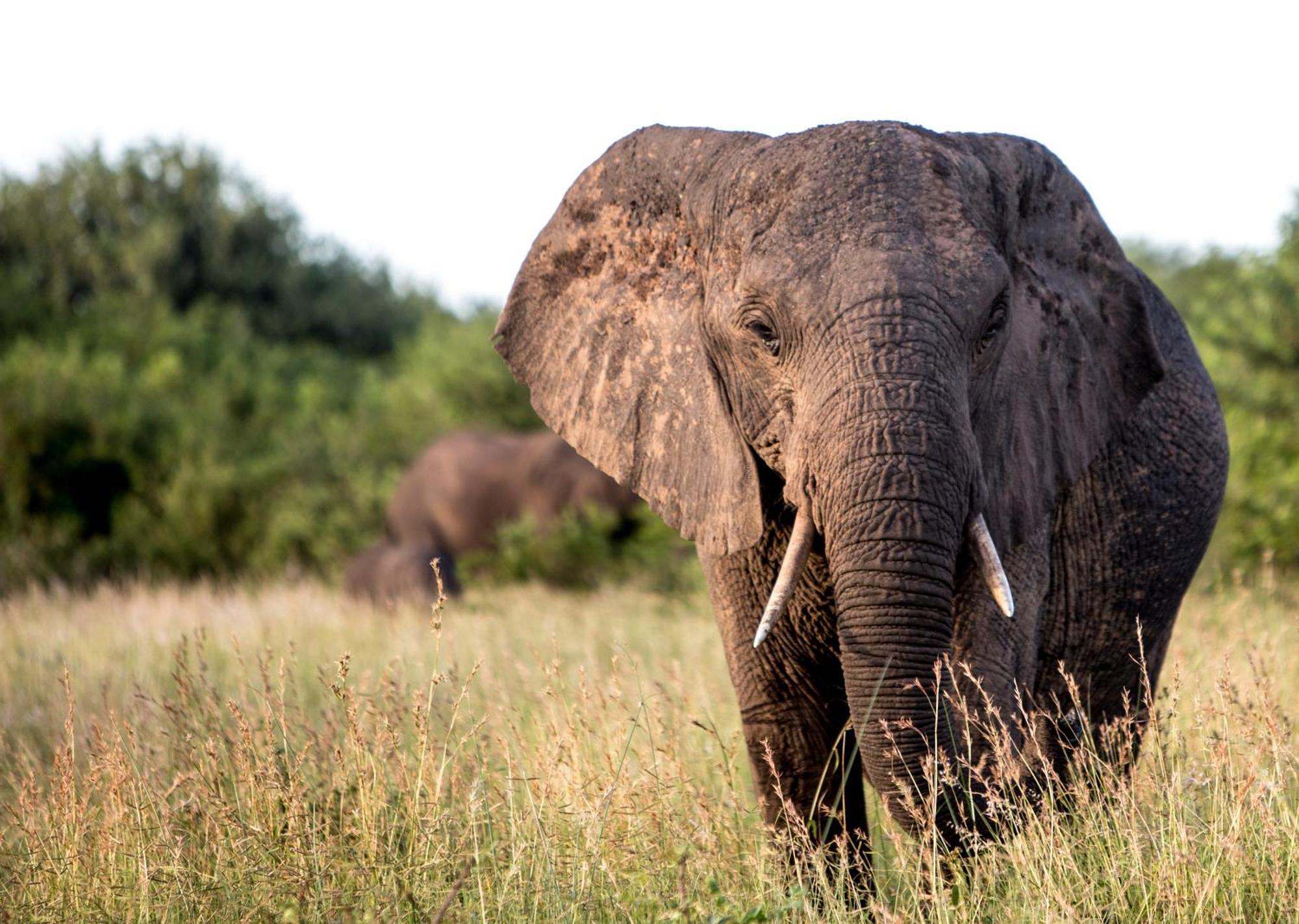 Royal Thonga Safari Lodge Sihangwane エクステリア 写真