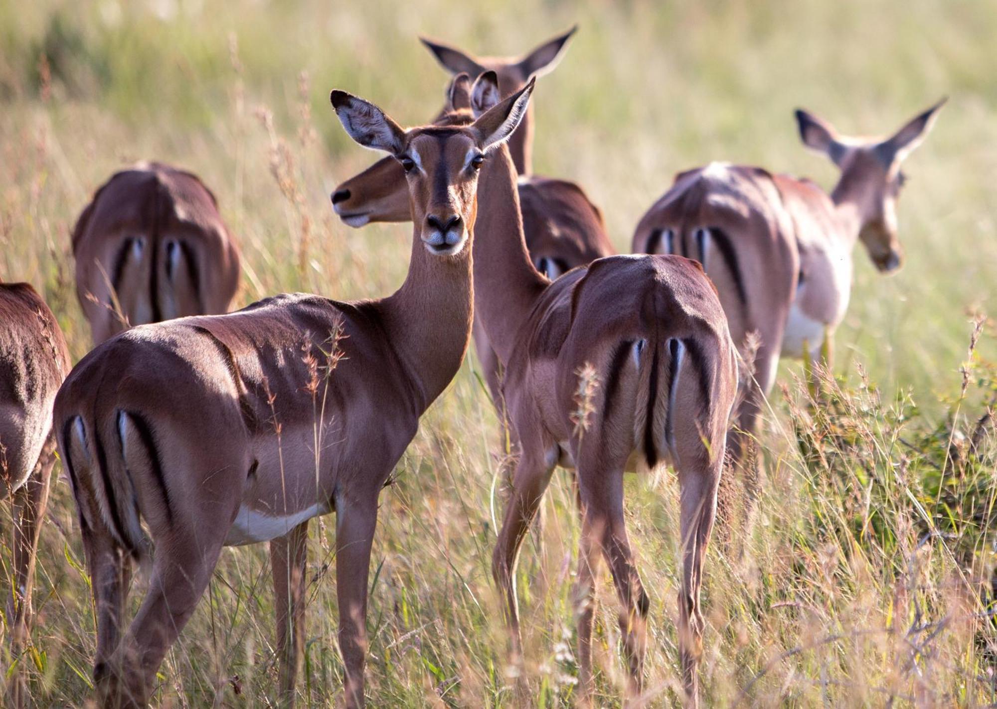 Royal Thonga Safari Lodge Sihangwane エクステリア 写真