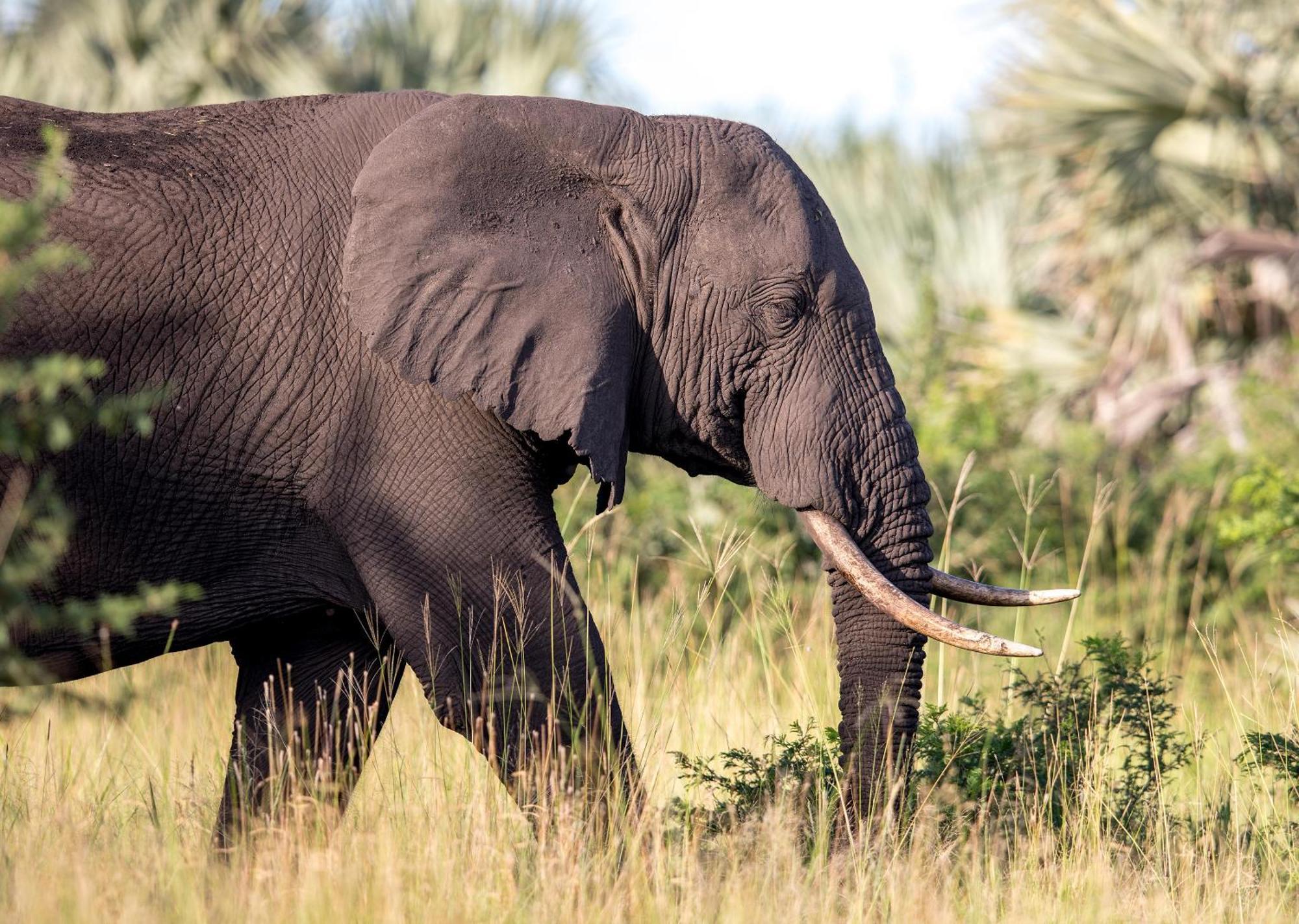 Royal Thonga Safari Lodge Sihangwane エクステリア 写真
