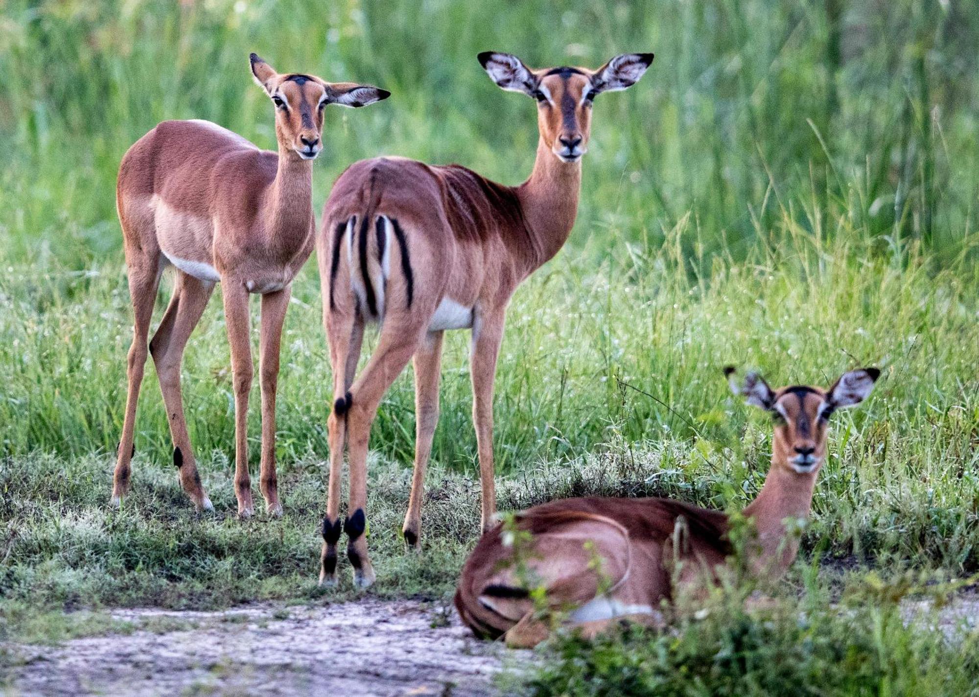Royal Thonga Safari Lodge Sihangwane エクステリア 写真