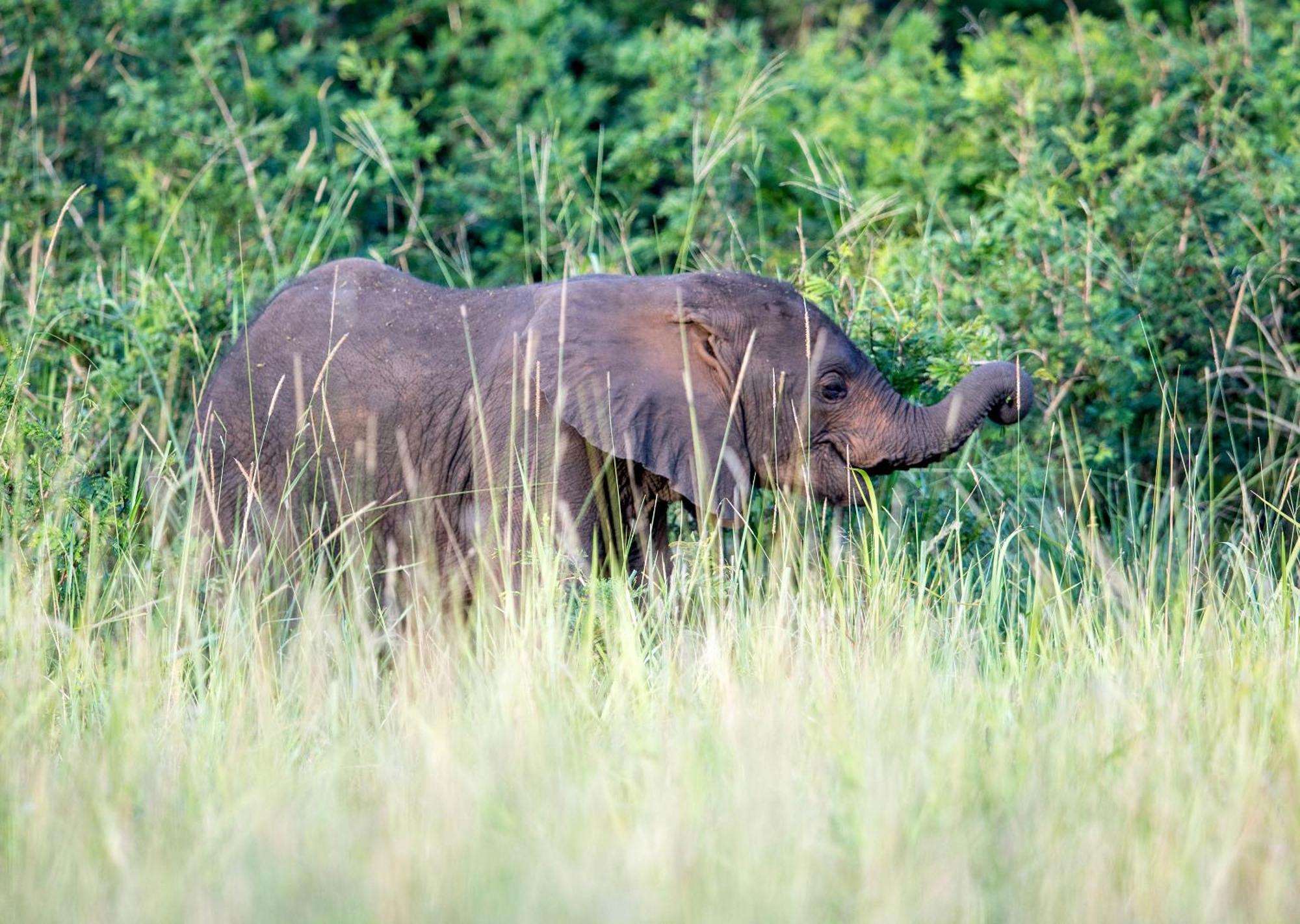 Royal Thonga Safari Lodge Sihangwane エクステリア 写真